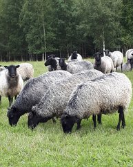 Betande får som tillhör Ull och Skinns gård i Bengstorp